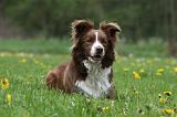 BORDER COLLIE 992